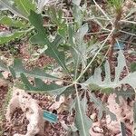 Cussonia paniculata Blatt