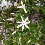 Jasminum multipartitum 花