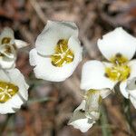 Calochortus leichtlinii Flower