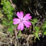 Eudianthe coeli-rosa Flower