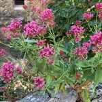 Centranthus lecoqii Kwiat