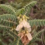 Erophaca baetica 花