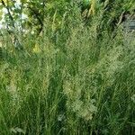 Trisetum flavescens Агульны выгляд