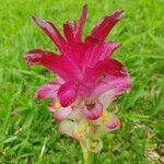 Curcuma aromatica Flower