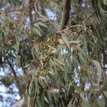 Eucalyptus tereticornis Leaf