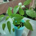 Capsicum chinense Hoja