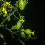 Elvasia macrostipularis Плод