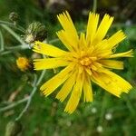 Hieracium lachenalii Blomst