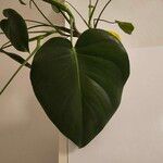 Monstera deliciosaFolha