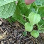 Physalis heterophylla Frutto