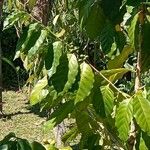 Coffea arabica Blad