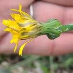 Reichardia picroides Květ