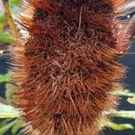 Banksia robur फूल