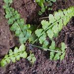 Asplenium foreziense Costuma