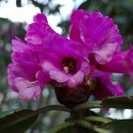 Rhododendron kesangiae Çiçek