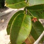 Magnolia figo Hoja