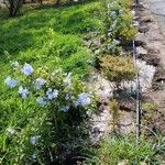 Plumbago auriculataFleur