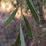 Gymnosporia senegalensis Blad