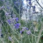 Salvia abrotanoidesBlüte