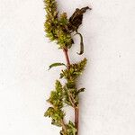 Amaranthus powellii Bloem