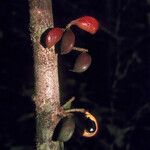 Connarus fasciculatus Fruto