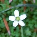 Arenaria balearica Flor