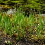 Acorus calamus Blad