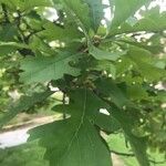 Quercus macrocarpa Blatt