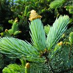 Picea engelmannii ഇല