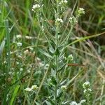 Draba incana ശീലം