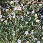 Petrorhagia saxifraga Blüte