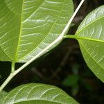 Celtis schippii Leaf