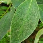 Kohleria warszewiczii Hoja