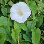 Calystegia silvatica Хабит