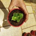 Kalanchoe longiflora Leaf