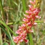 Indigofera hirsuta Flor