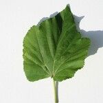 Dombeya acutangula Other