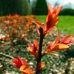 Spiraea japonica Folha