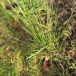 Juncus effusus Fulla