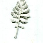 Jacobaea maritima Lehti