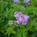 Hesperis matronalisFlower