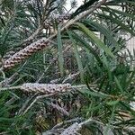 Melaleuca linearisBlatt