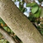 Cotoneaster glaucophyllus Bark