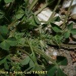 Trifolium suffocatum Flower