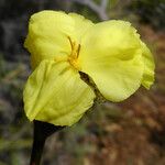 Xyris pancheri फूल