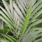 Howea forsteriana Hoja