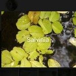 Salvinia natans Leaf