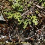 Asplenium x alternifolium 形態