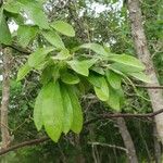 Sideroxylon lanuginosum Leaf