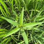 Caperonia castaneifolia Fuelha